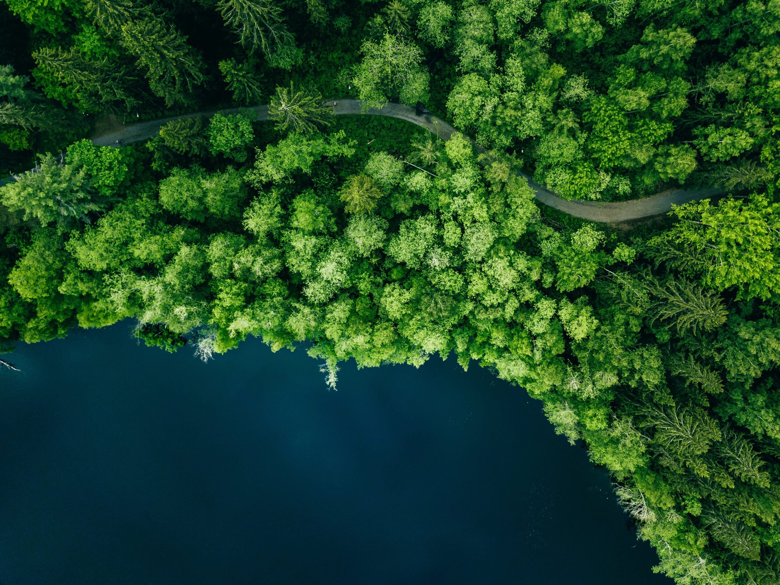 Aerial,Top,View,Of,Country,Road,In,Green,Summer,Forest