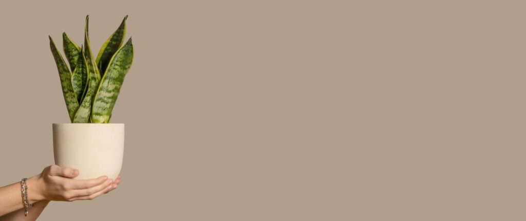 orang yang memegang pot lidah mertua orang yang memegang pot lidah mertua