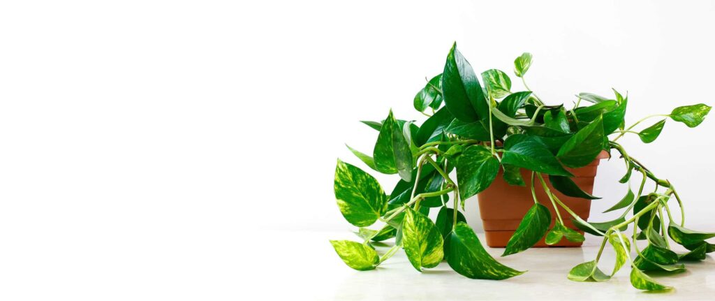 sirih gading di dalam pot