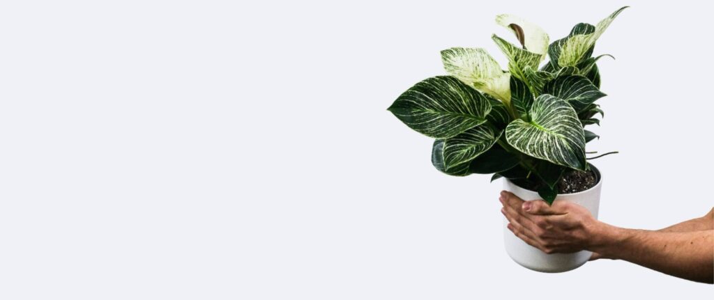 philodendron birkin di dalam pot