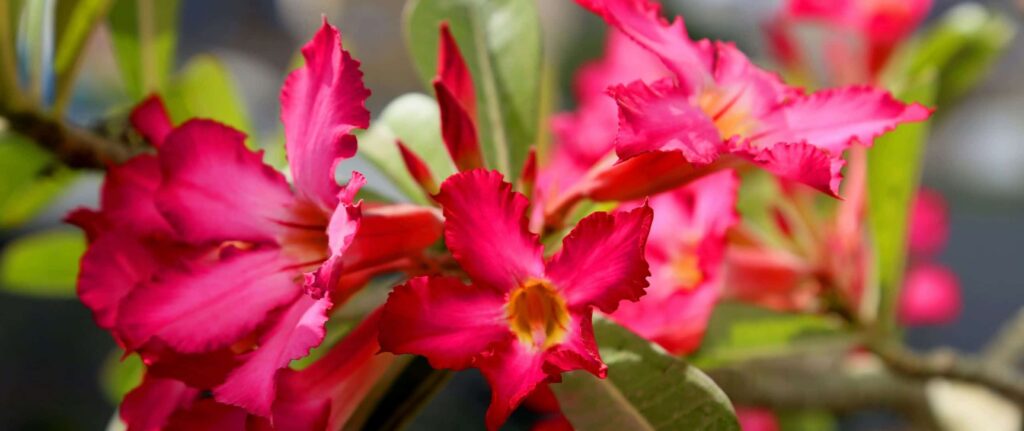 bunga kamboja Jepang bunga kamboja Jepang