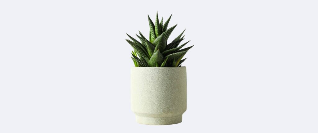 aloe vera di dalam pot