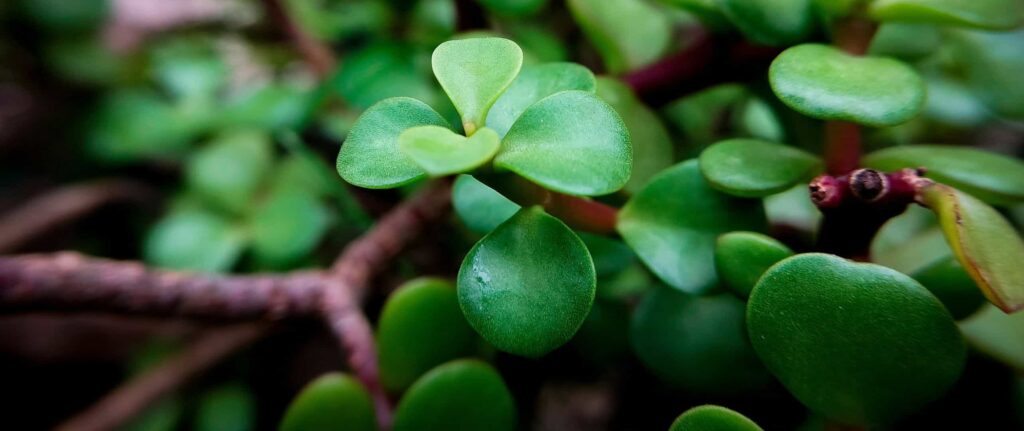 daun jade plant close up