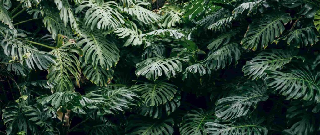 daun monstera daun monstera