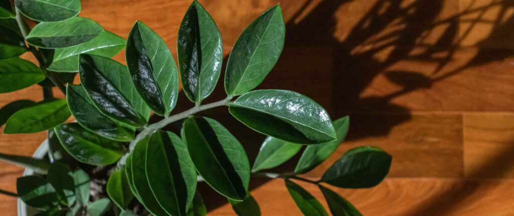 pohon dolar di dalam pot tampak atas