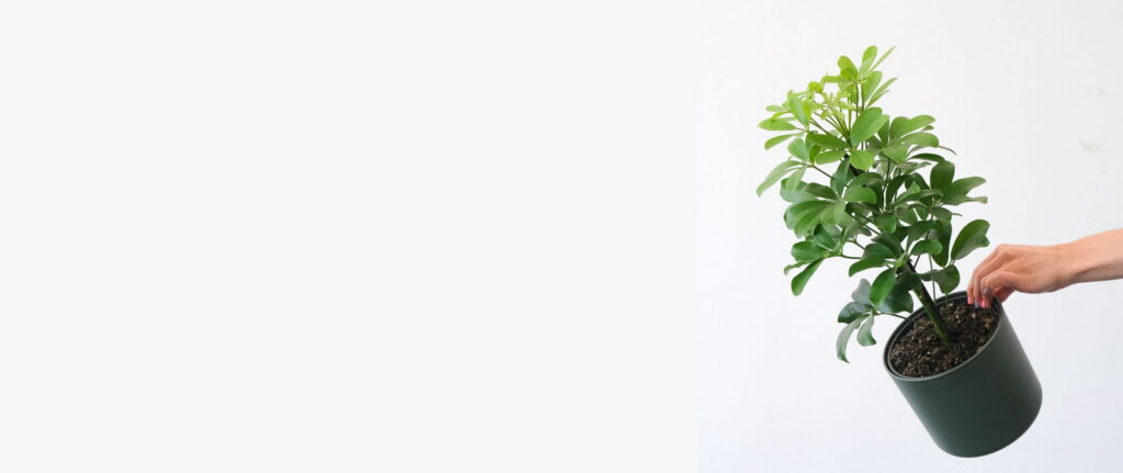 orang yang memegang pot schefflera orang yang memegang pot schefflera