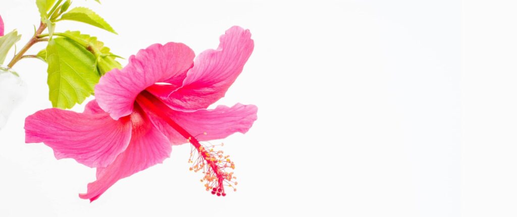 bunga hibiscus bunga hibiscus