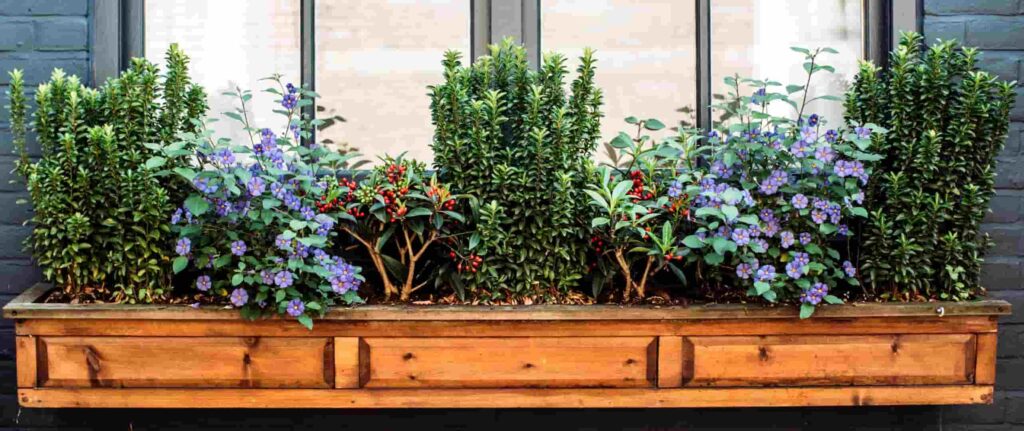 berbagai jenis tanaman di luar jendela rumah berbagai jenis tanaman di luar jendela rumah