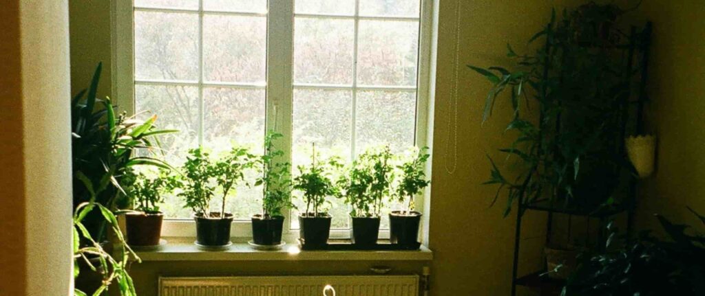 beberapa pot tanaman hias indoor di dekat jendela