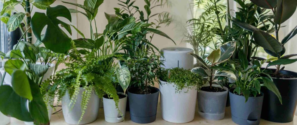 beberapa pot tanaman hias indoor