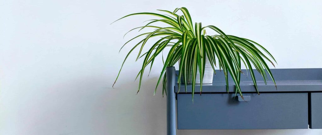 spider plant di dalam pot