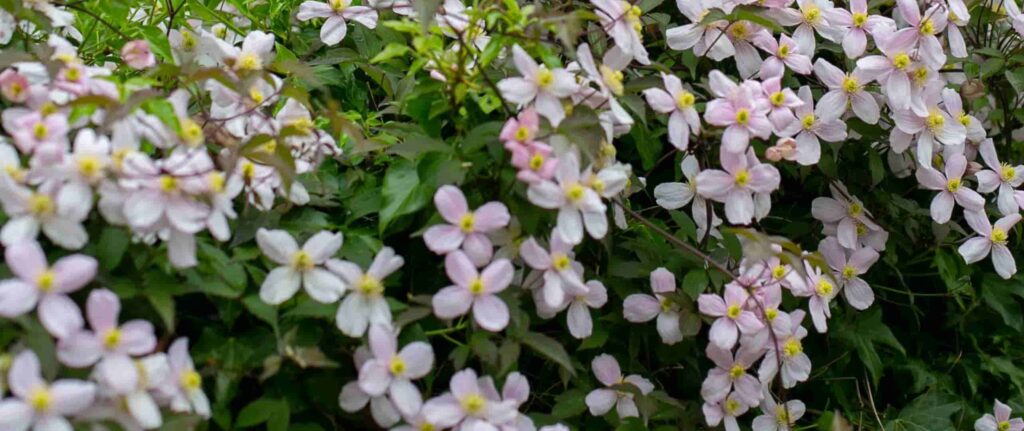 bunga clematis di depan rumah