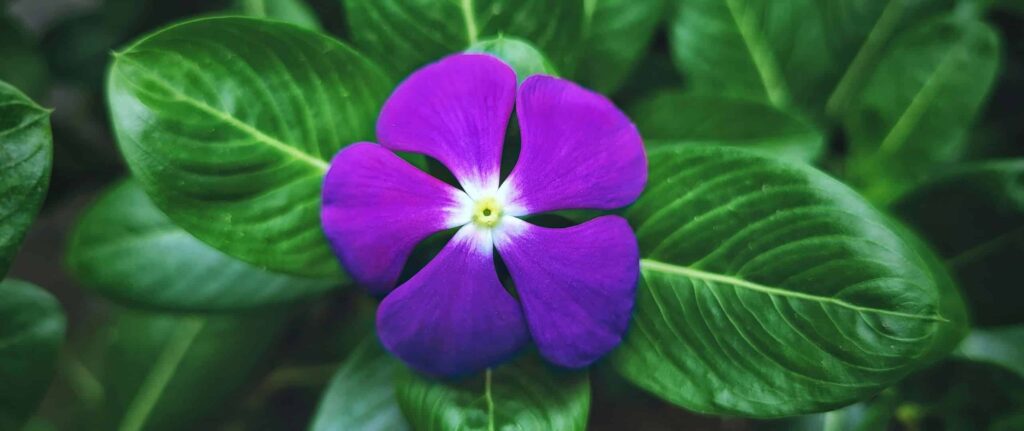 bunga vinca