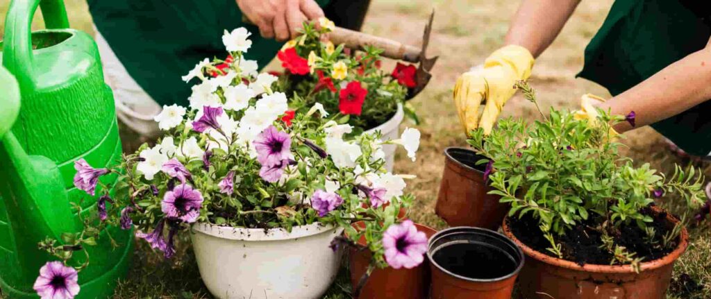 orang yang memindahkan tanaman ke pot